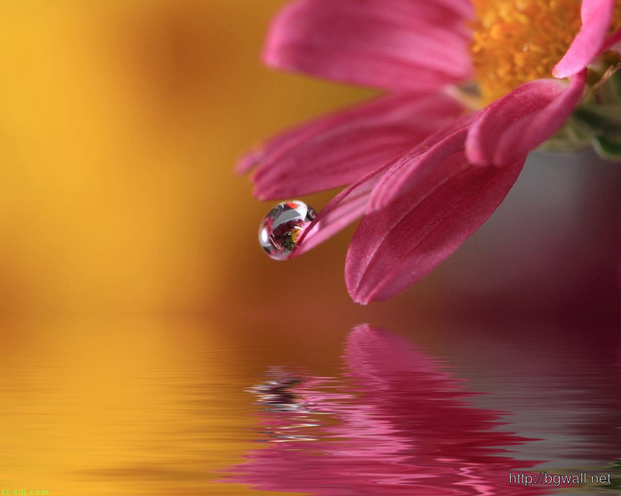 Best Flower Wallpapers Hd Android Apps On Google Play - Good Morning Wishes In Telugu - 1280x1024 Wallpaper Best Flower Wallpapers Hd Android Apps On Google Play - Good Morning Wishes In Telugu - 1280x1024 Wallpaper