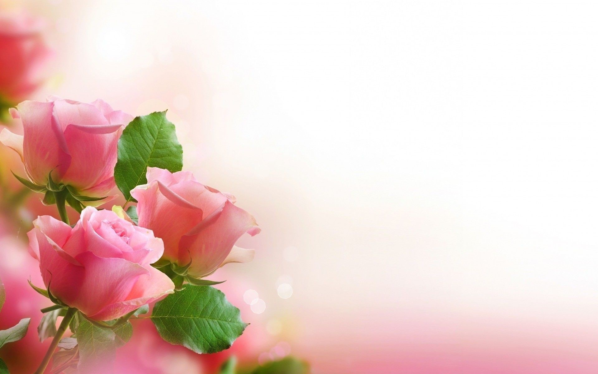 1920x1200 Love Flowers Wallpapers Crazy Frankenstein Flower Background Hd 1920x1200 Wallpaper Teahub Io