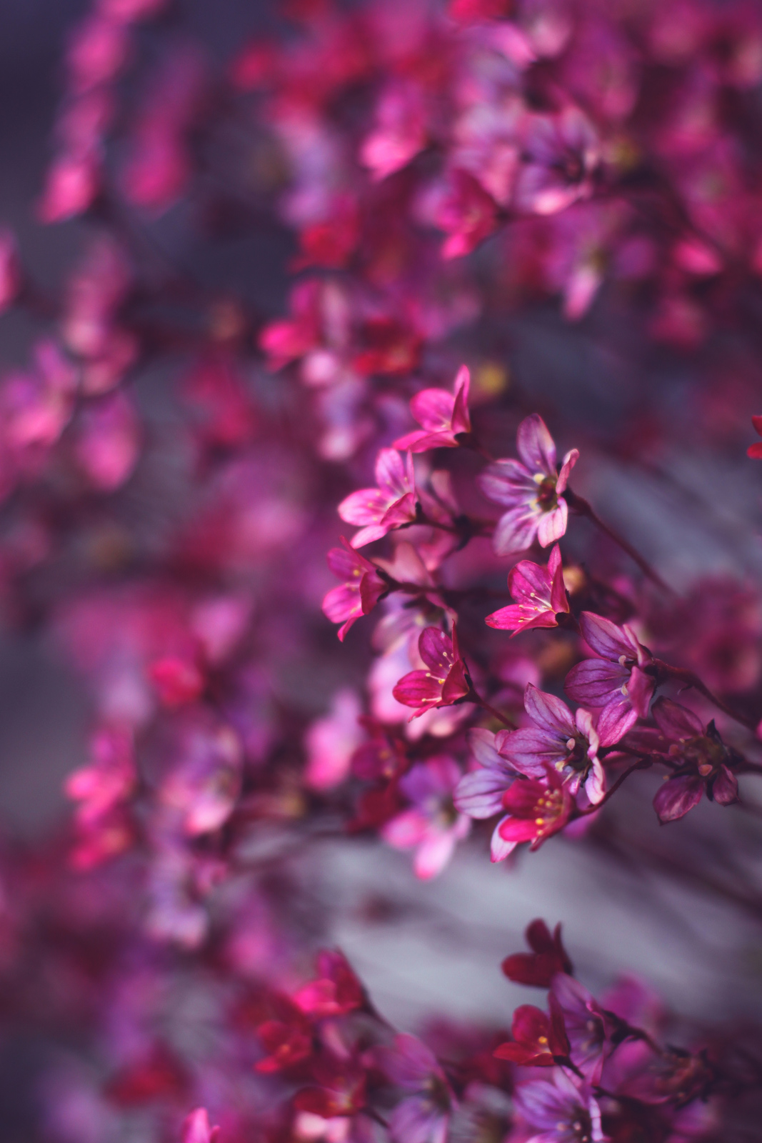 Pink Flowers Macro Wallpaper - Flower Pink Wallpaper Hd - HD Wallpaper 