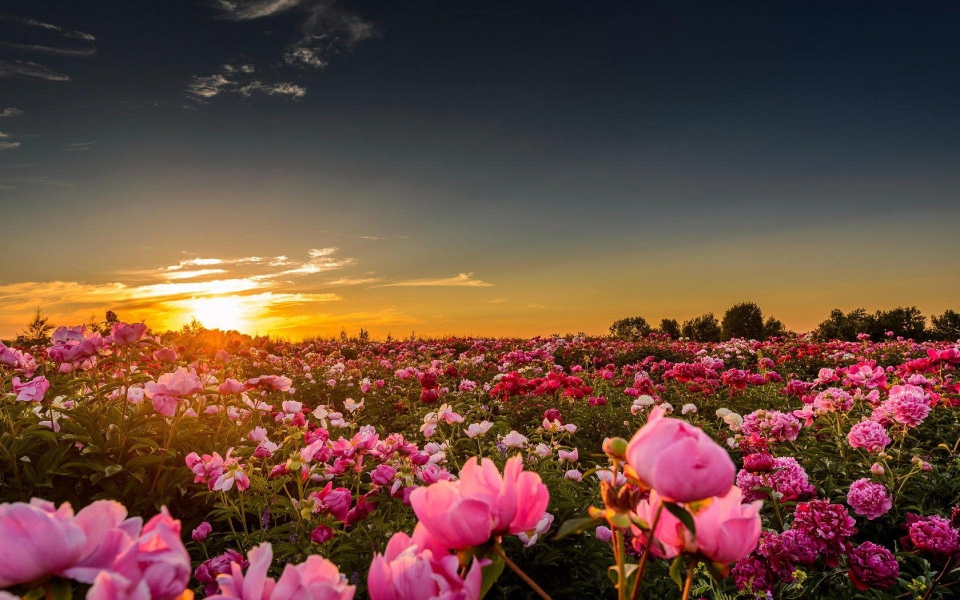 Sunset Peonies Pink Flower Pc Wallpaper Hd Nature Download - Flower Nature Wallpaper Hd For Pc - HD Wallpaper 