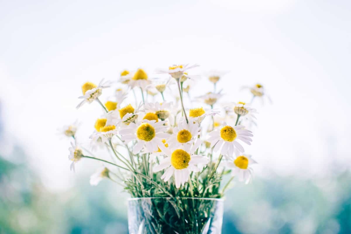 Beautiful Flower In A Jar - HD Wallpaper 