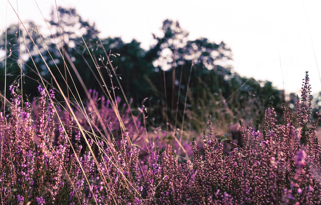 Photo Wallpaper Wallpaper, Trees, Field, Nature, Flowers, - Wallpaper - HD Wallpaper 