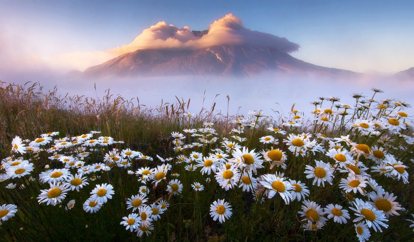 Naturaleza Flores - HD Wallpaper 