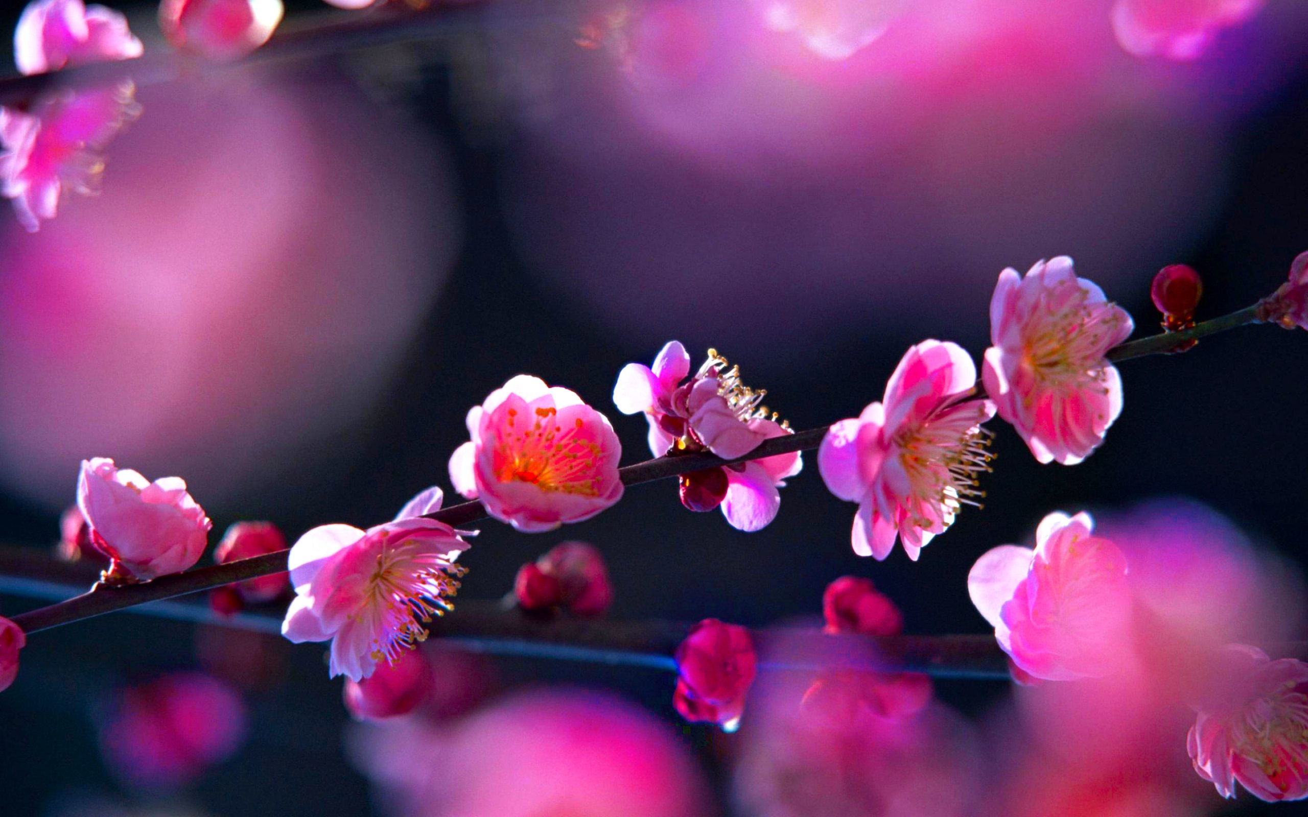 Pink Flower 4k Flowers Desktop Wallpapers - Hd Wallpaper Blossom - HD Wallpaper 