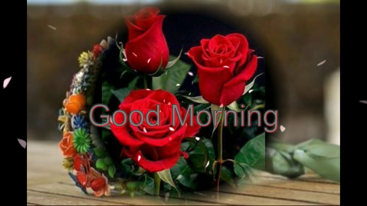 Good Morning Beautiful Rose Flowers - HD Wallpaper 