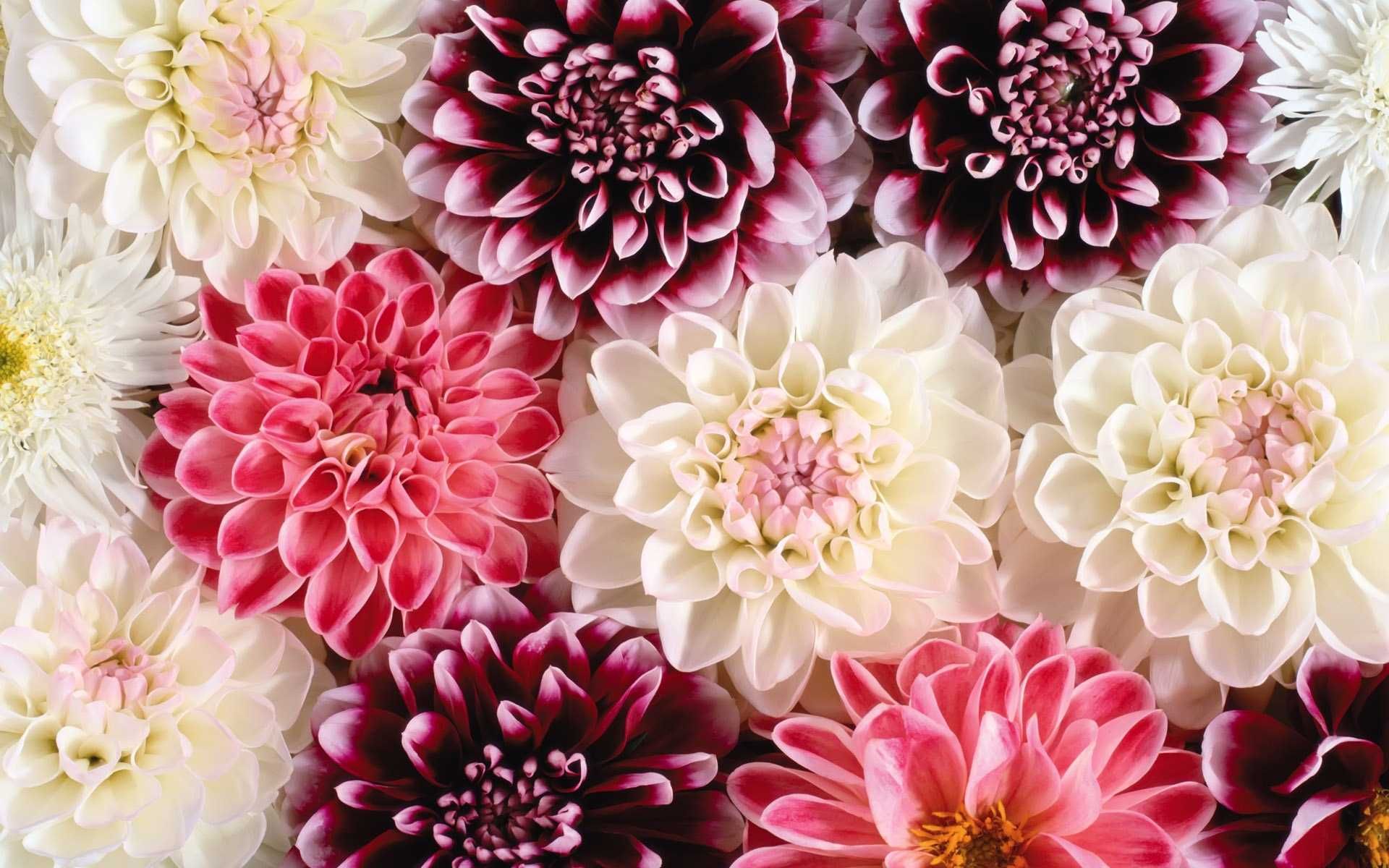 Flower Wallpaper - Flower Desktop Backgrounds - HD Wallpaper 