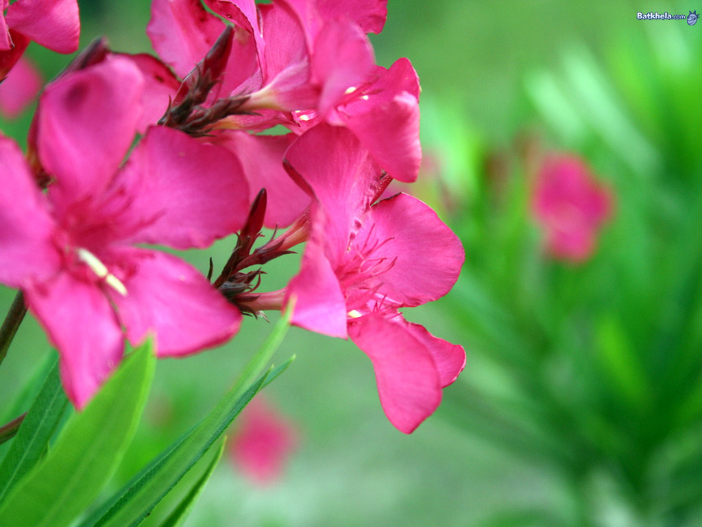 Lovely-ness - Flower Lovely - HD Wallpaper 