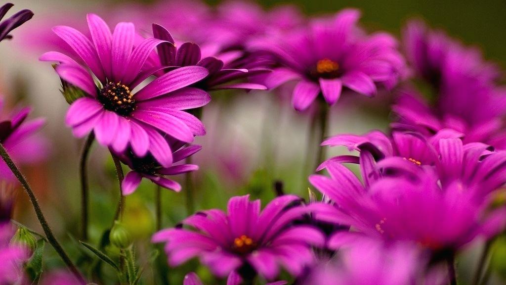 Beautiful Flowers Nature Wallpaper Hd Flowers Nature - Hd Flowers Wallpapers Widescreen - HD Wallpaper 