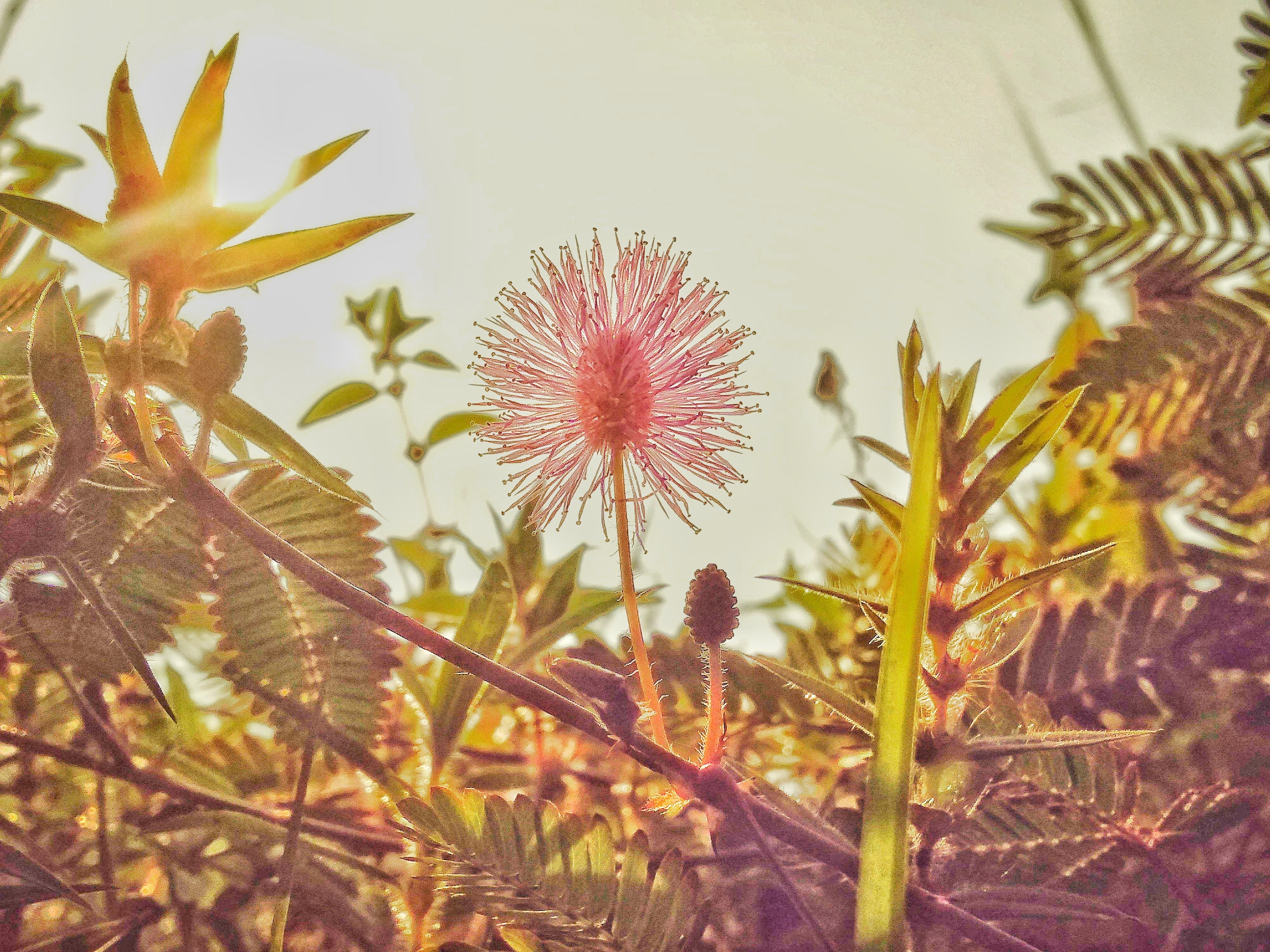 Touch-me-not - HD Wallpaper 