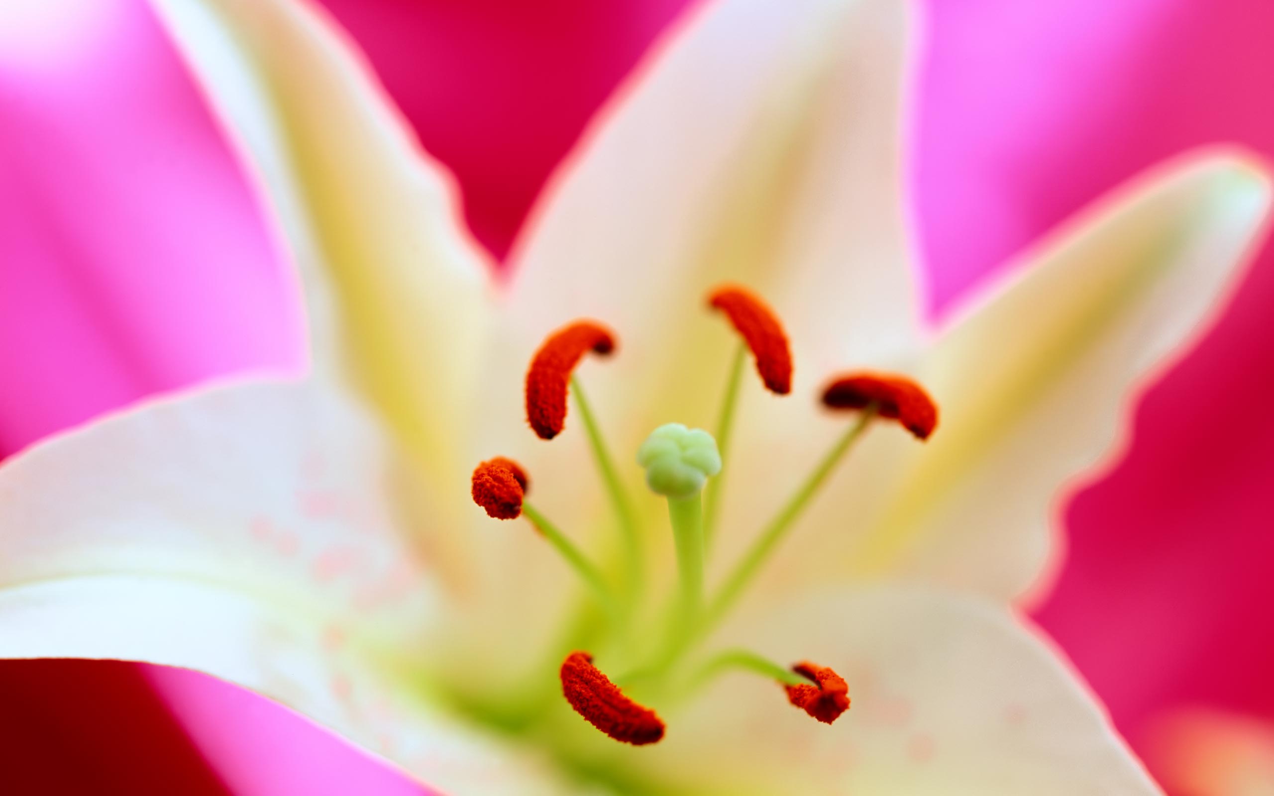 Lovely Pink Flower - HD Wallpaper 