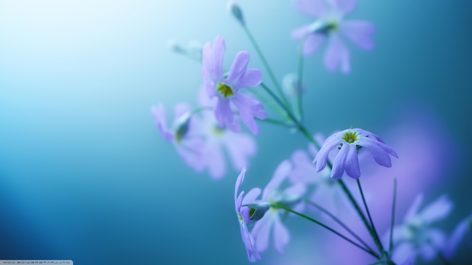 Flowers - HD Wallpaper 