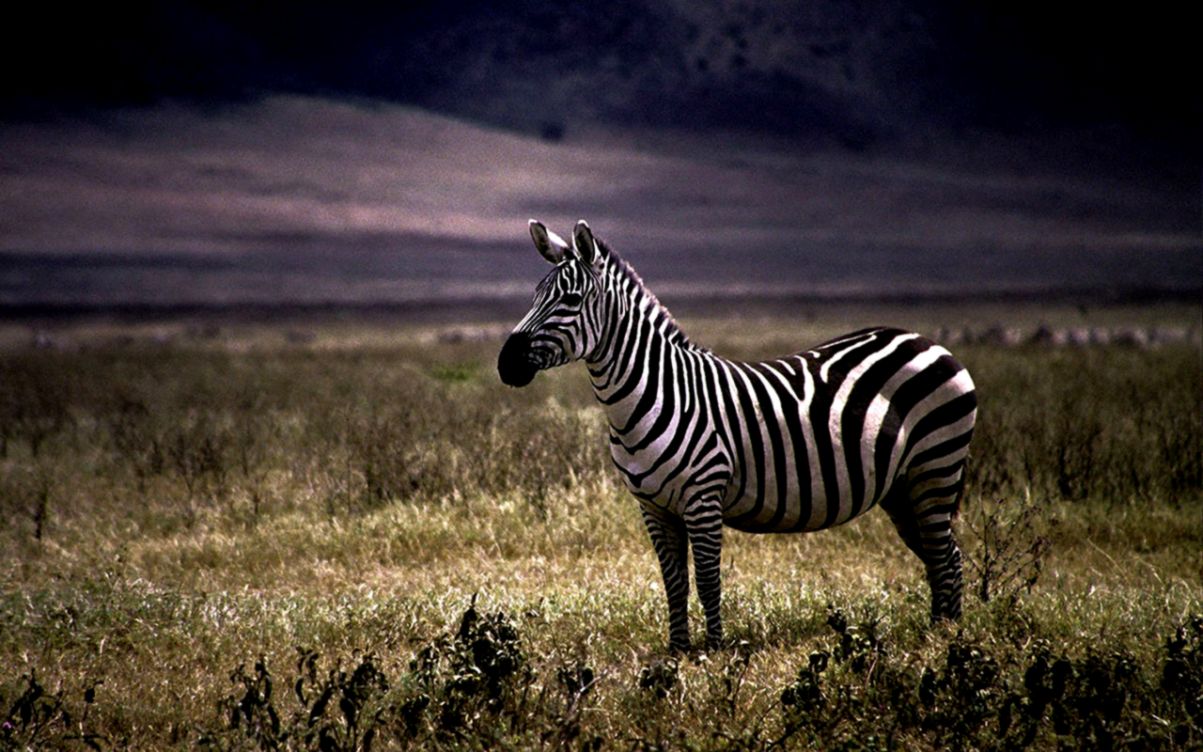 Wallpaper Blink Zebra Wallpaper Hd 6 1280 X 800 For - Zebra Wallpaper Hd - HD Wallpaper 