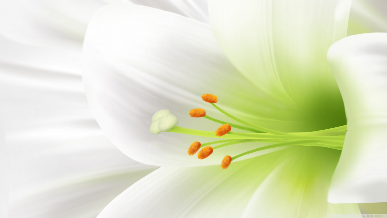 Beautiful Wallpaper White Flower - HD Wallpaper 