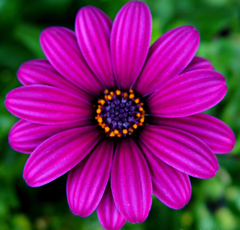 Flower Magenta 836x800 Wallpaper teahub.io