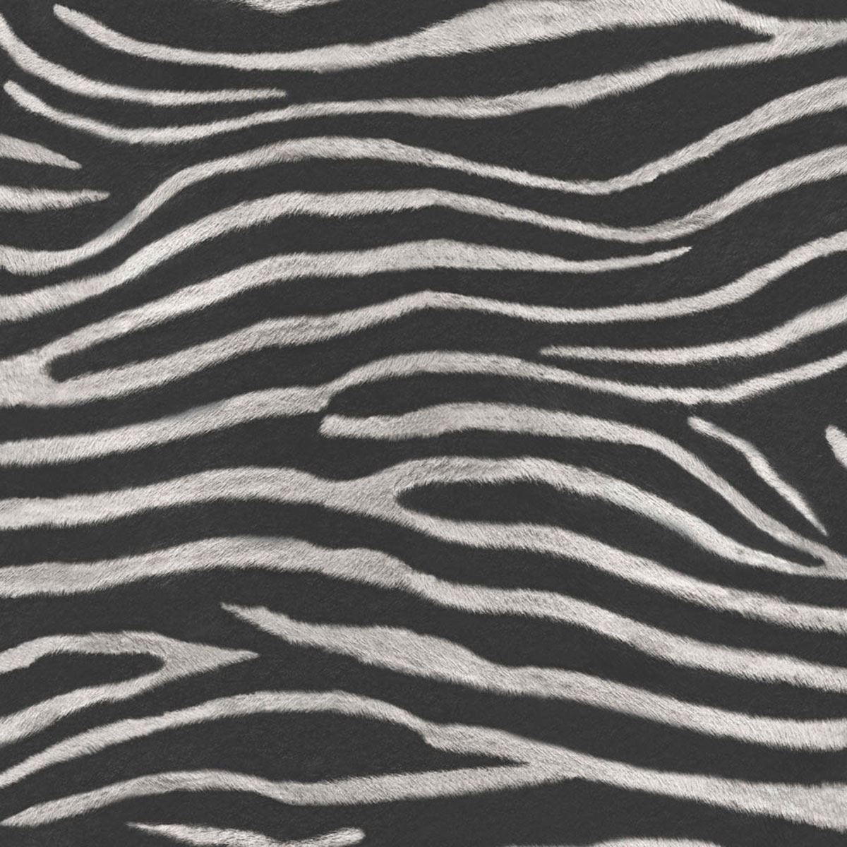 Black And White Striped Zebra - HD Wallpaper 