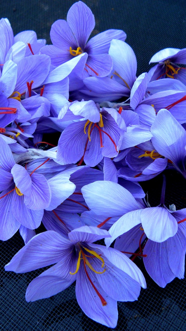 Saffron, 4k, Hd Wallpaper, Flowers, Spring - 4k Flower Wallpaper For Android - HD Wallpaper 