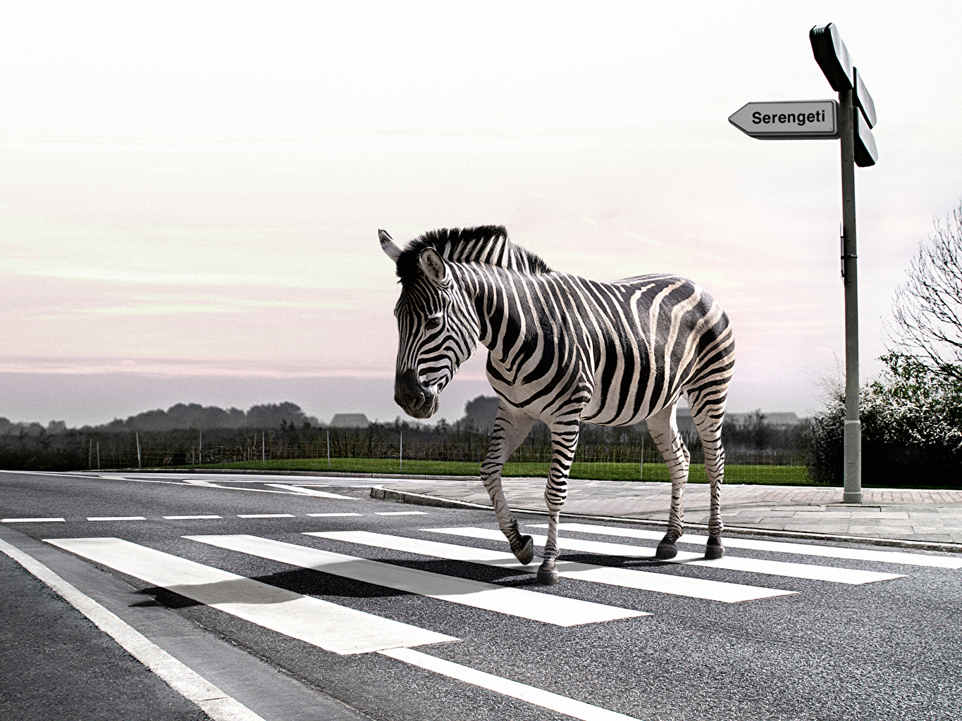 Zebra Crossing A Zebra Crossing - HD Wallpaper 