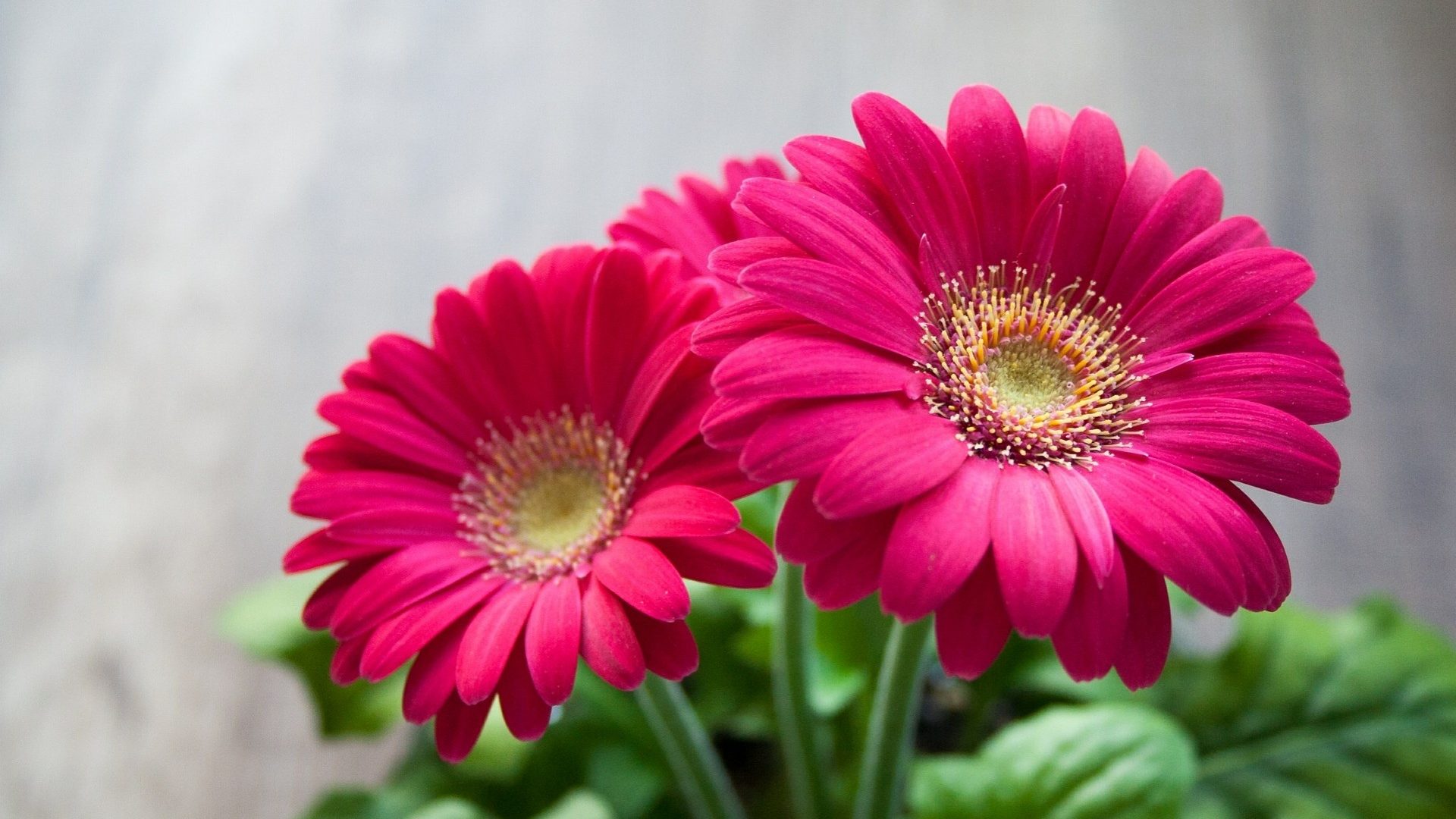 Wallpaper Hd Nature Flower Hd Desktop Background - Flower Hd - 1920x1080 Wallpaper Wallpaper Hd Nature Flower Hd Desktop Background - Flower Hd - 1920x1080 Wallpaper