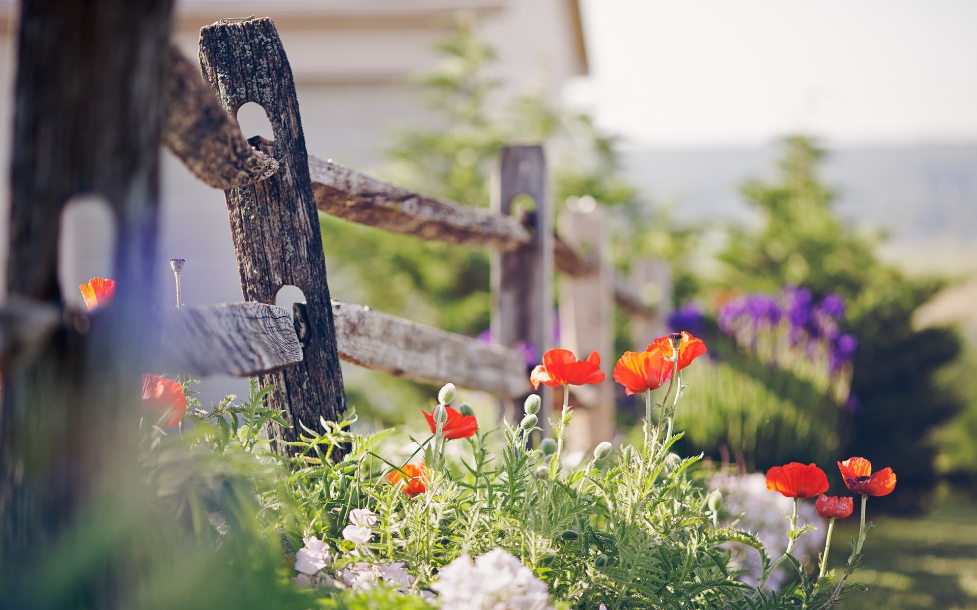 Botanic, Amazing, Flower Wallpaper Tumblr, Lovely, - Fence And Flowers Hd - HD Wallpaper 
