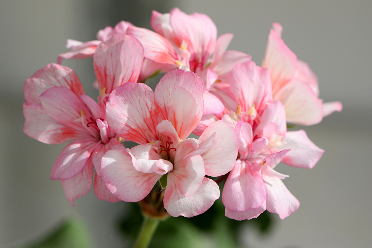 Geranium - 1280x855 Wallpaper - teahub.io