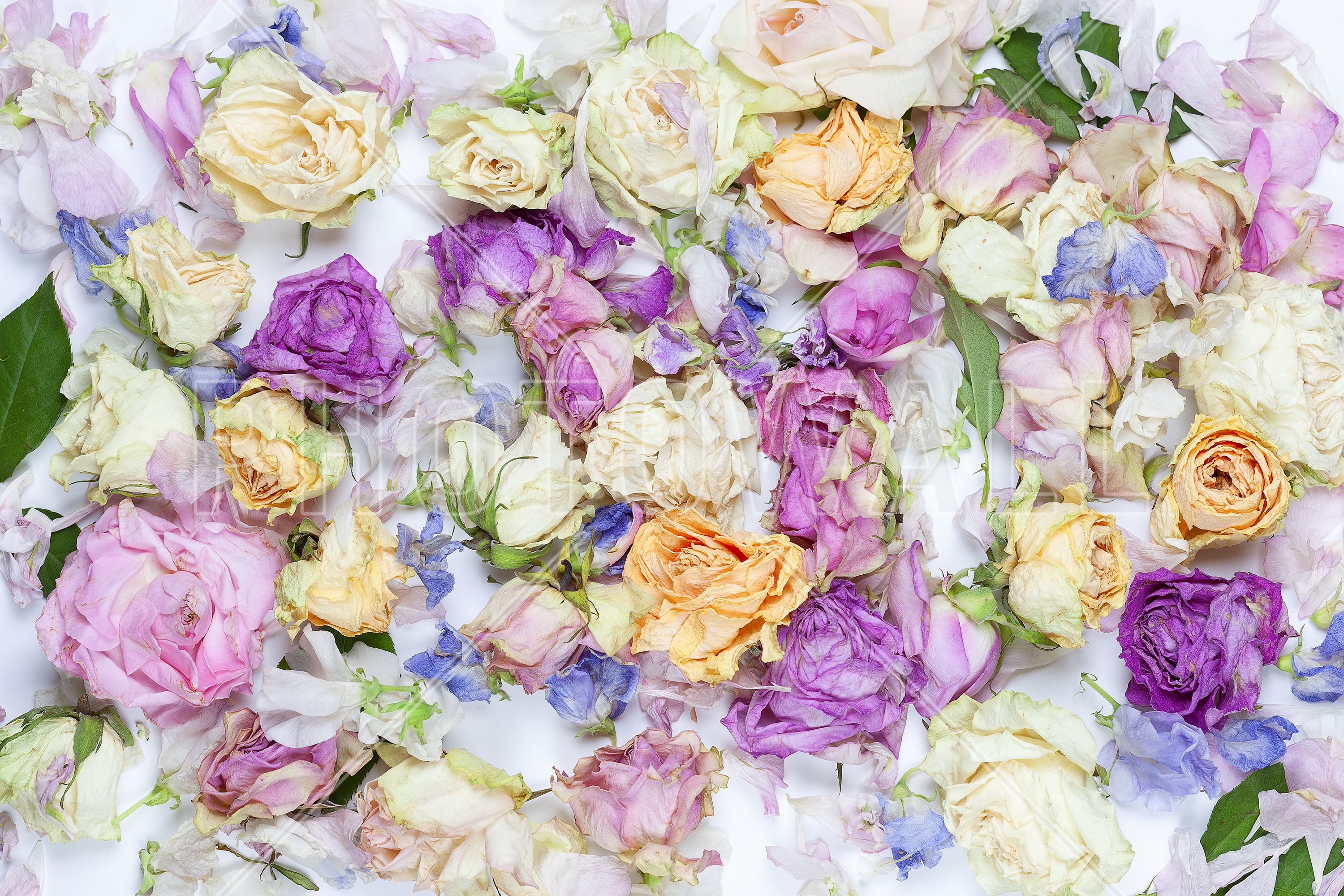 Lovely Flowers - Wallpaper - Kitchen - HD Wallpaper 
