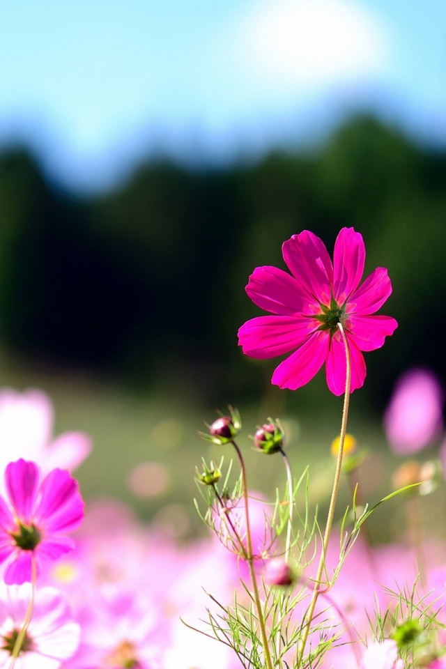Flowers Hd Wallpaper For Android Phone | Best Flower Site