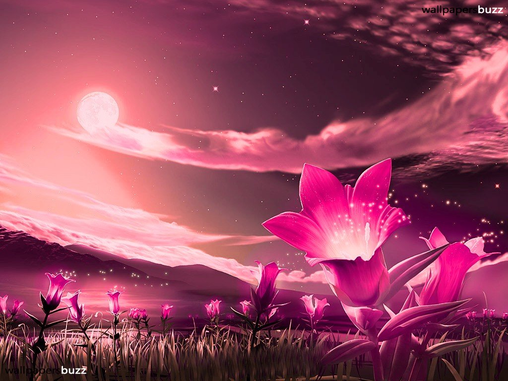 Pink Colour Flowers Hd - 1024x768 Wallpaper 