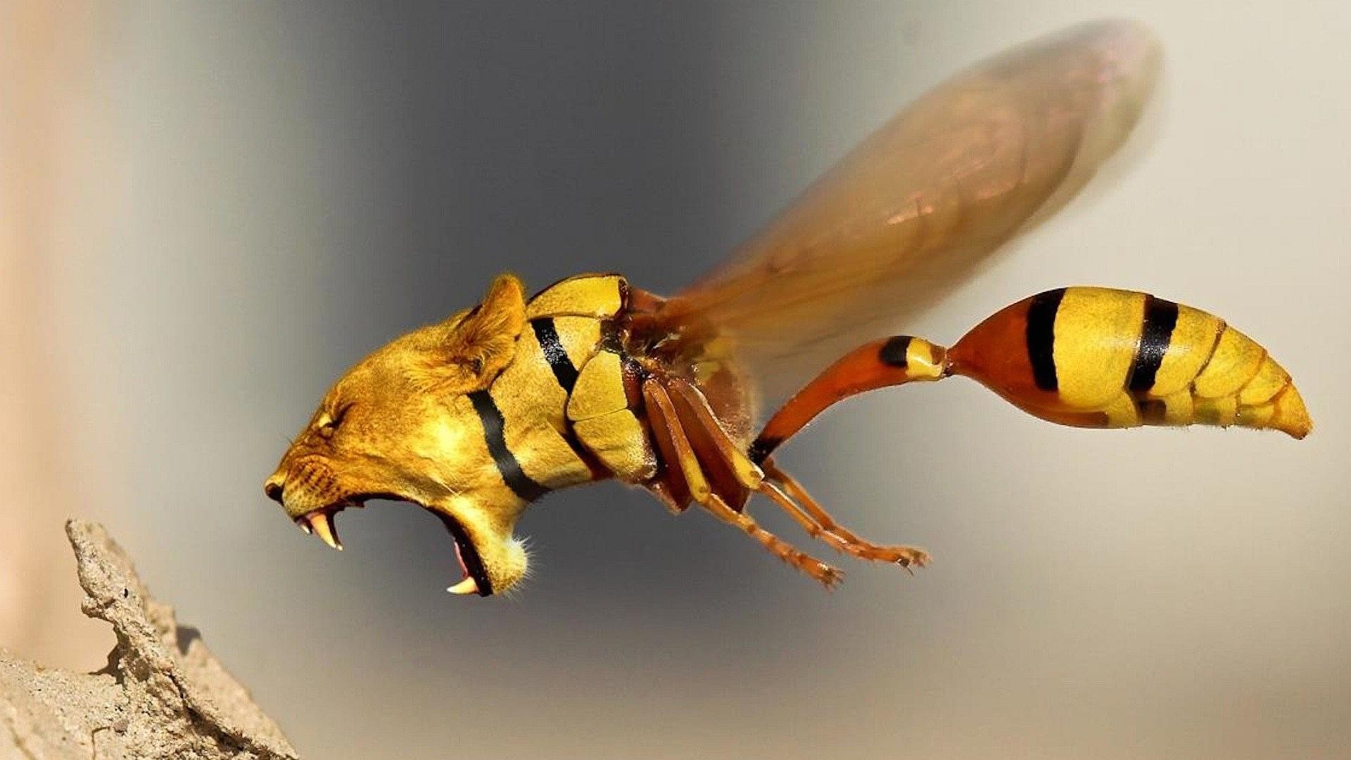 Theme Strange Funny Weird Crazy Absurd Type Wallpaper - Lion Wasp - HD Wallpaper 