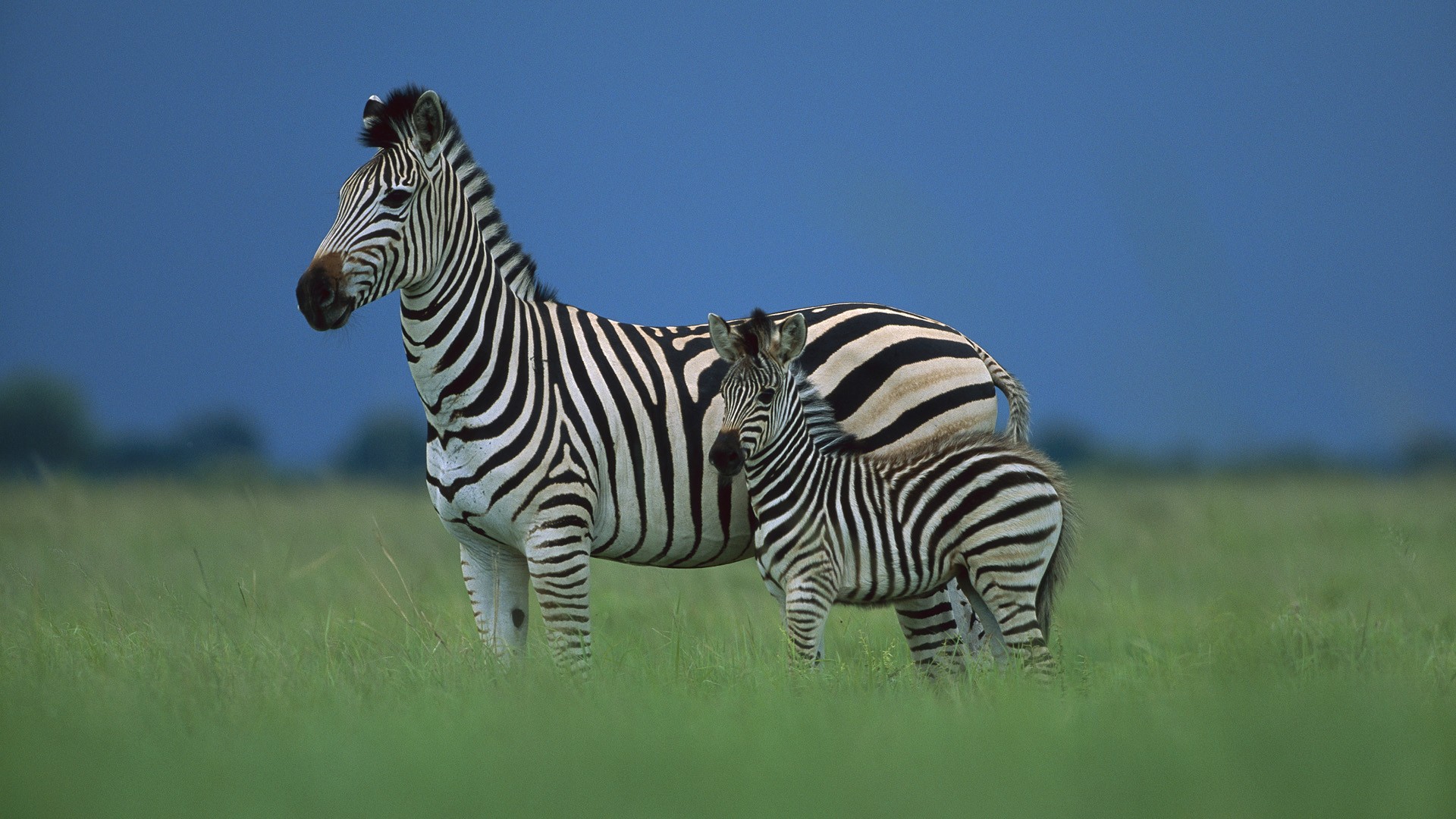 Zebra Wallpaper - HD Wallpaper 