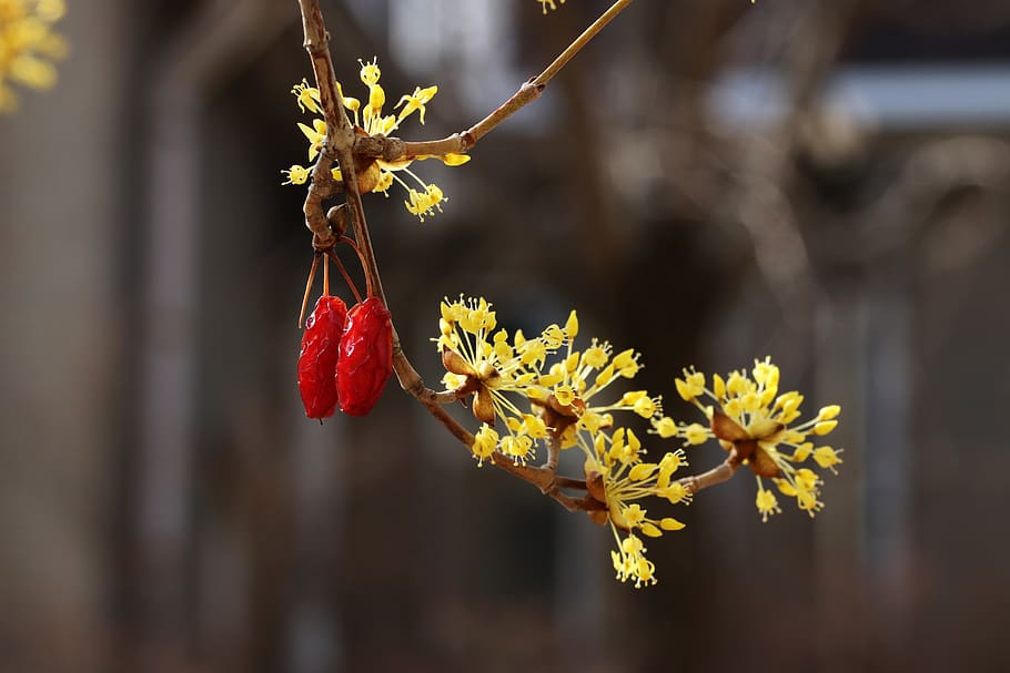 Spring, Spring Flowers, Nature, Plants, Wood, Beautiful, - American Witch Hazel - HD Wallpaper 