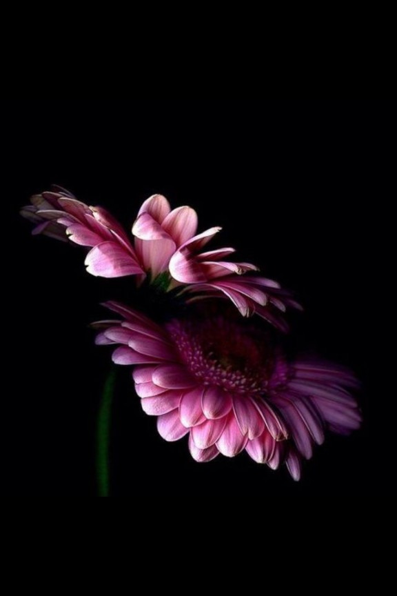 Flower Wallpaper Black-pink - Pink Wallpaper Flowers Black - HD Wallpaper 