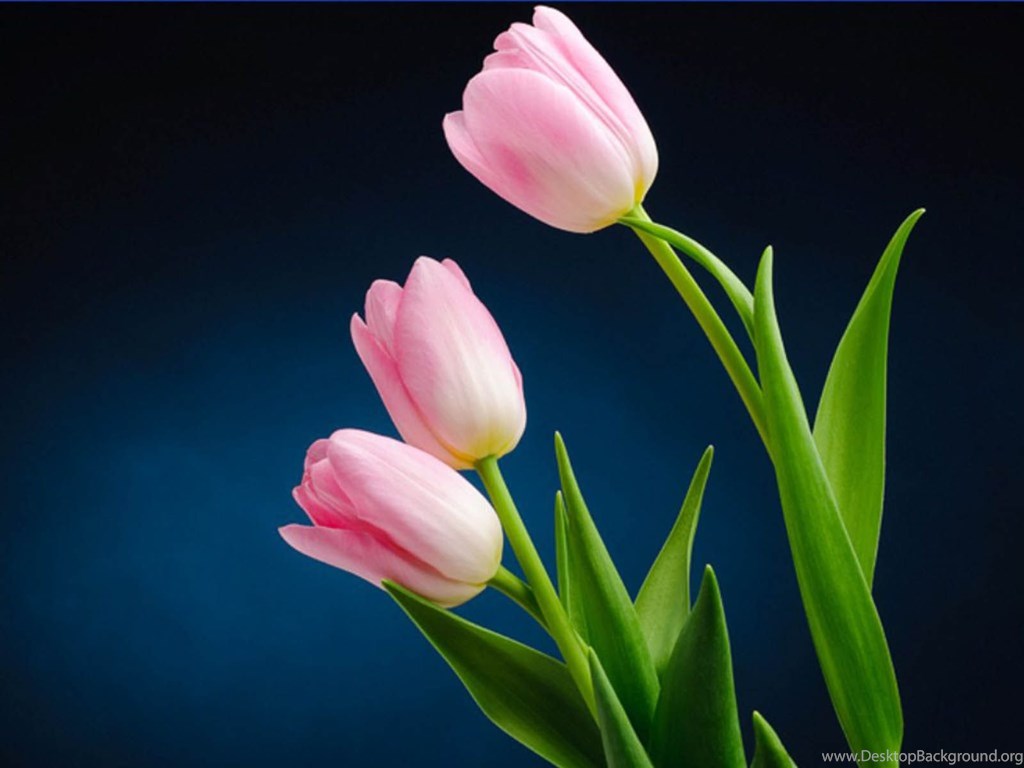 Flowers Wallpapers Hd Desktop Backgrounds Page - Tulip Flower Hd Image Download - HD Wallpaper 