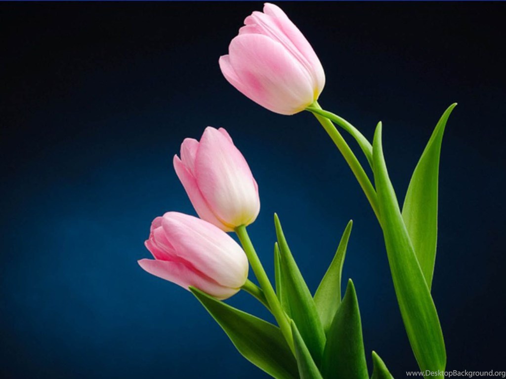 Flowers Wallpapers Hd Desktop Backgrounds Page - Tulip Flower Hd Image Download - 1024x768 Wallpaper Flowers Wallpapers Hd Desktop Backgrounds Page - Tulip Flower Hd Image Download - 1024x768 Wallpaper