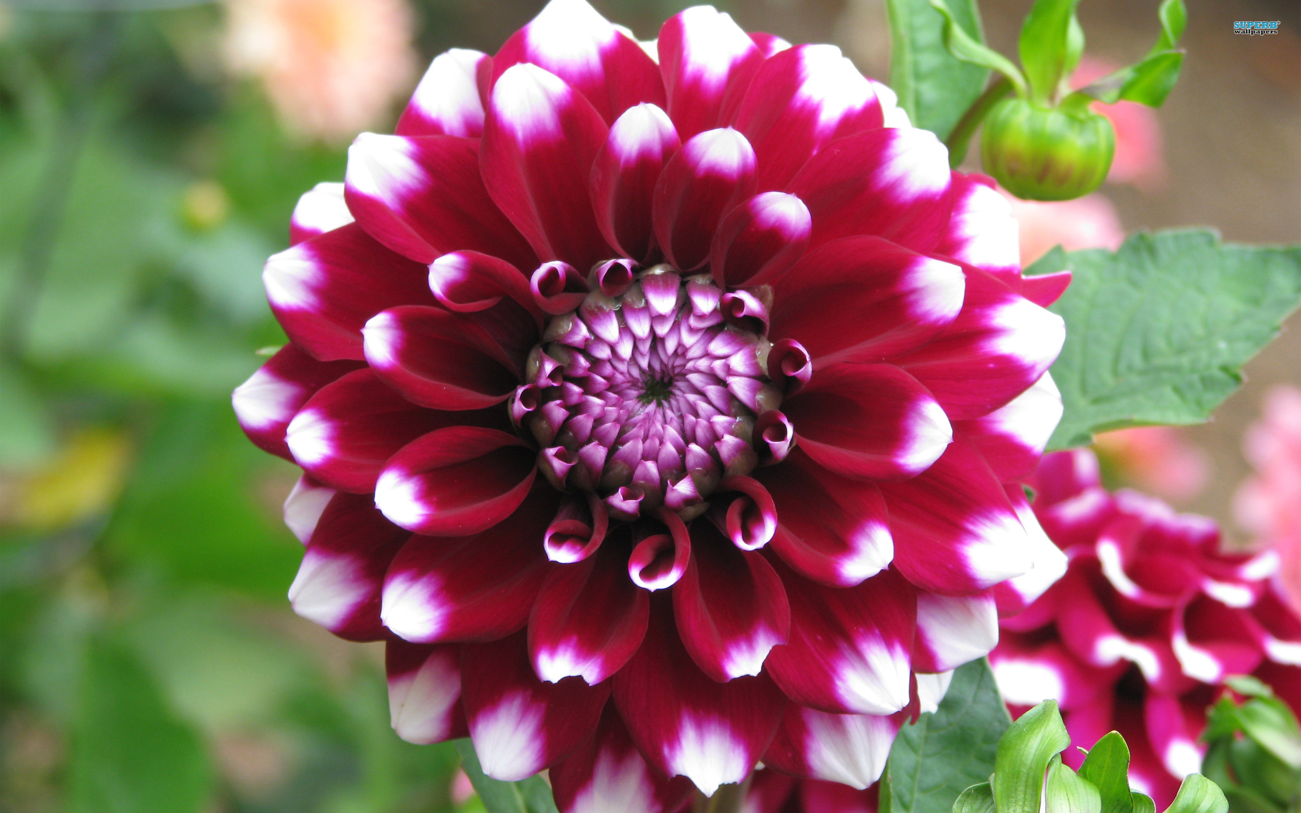 Dahlia Flower - HD Wallpaper 