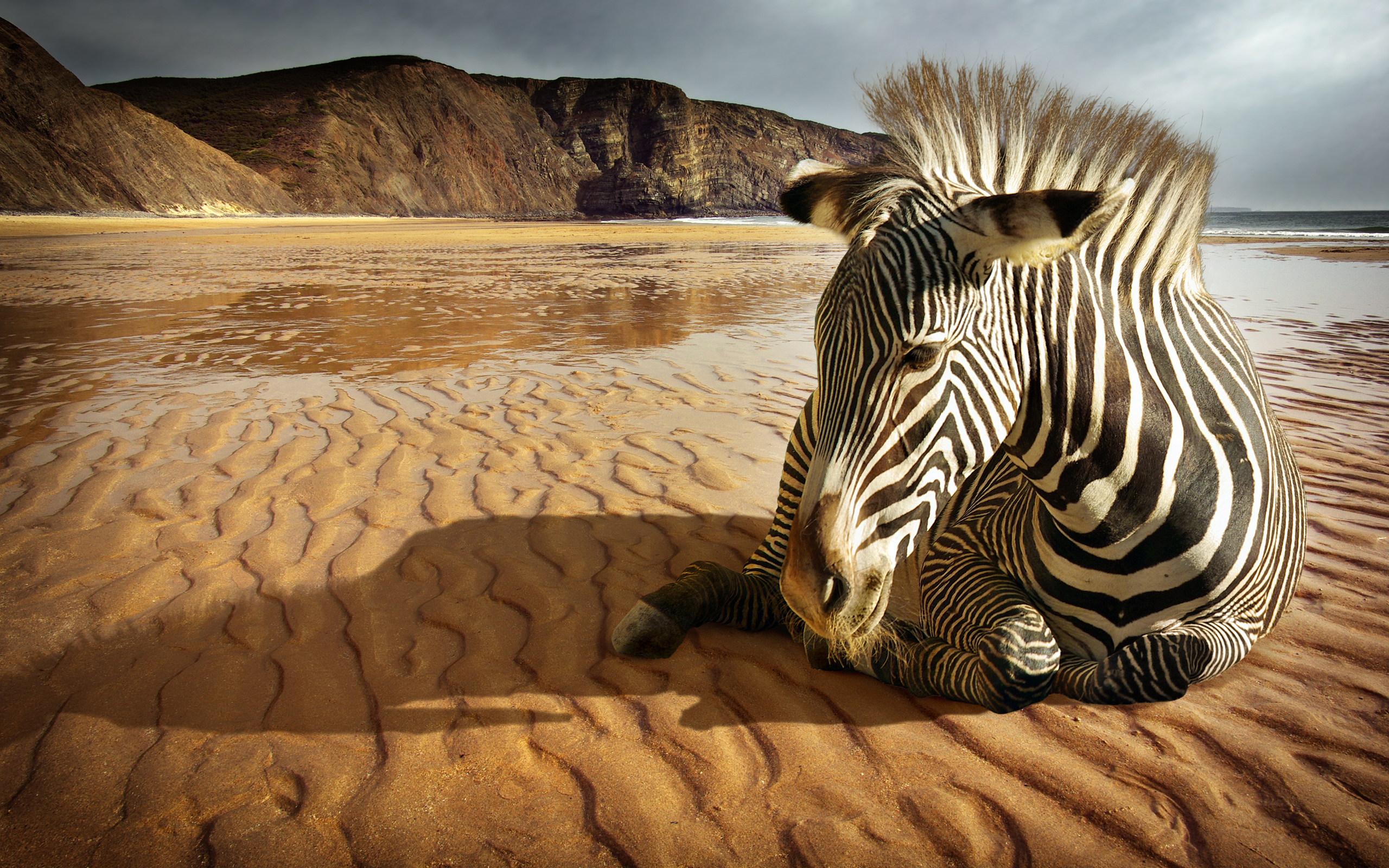 Animal Zebra Background - HD Wallpaper 