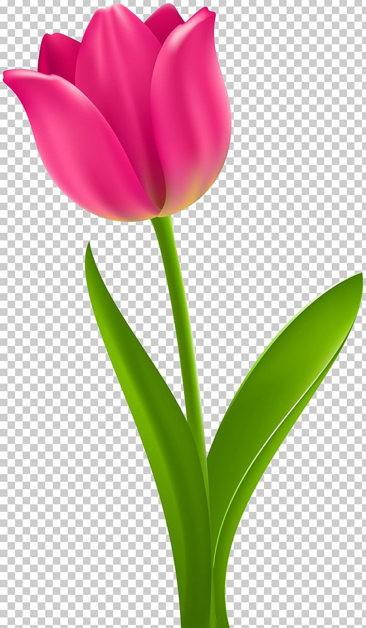 Tulip Flower Desktop Png, Clipart, Bud, Cut Flowers, - Tulip Flower Clipart - HD Wallpaper 