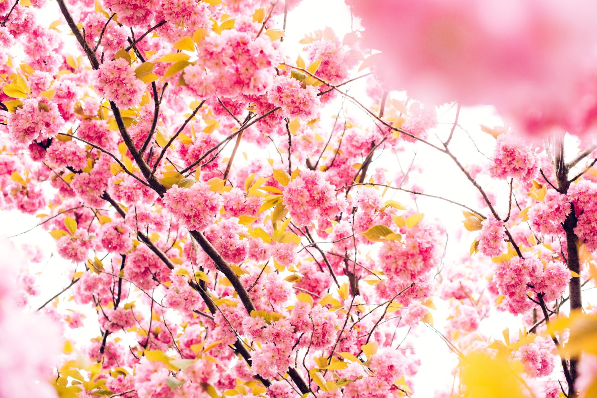 Beautiful Pink Tree With Flower Wallpaper For Desktop - Japanese Cherry  Blossom Tree Hd - 1920x1281 Wallpaper 
