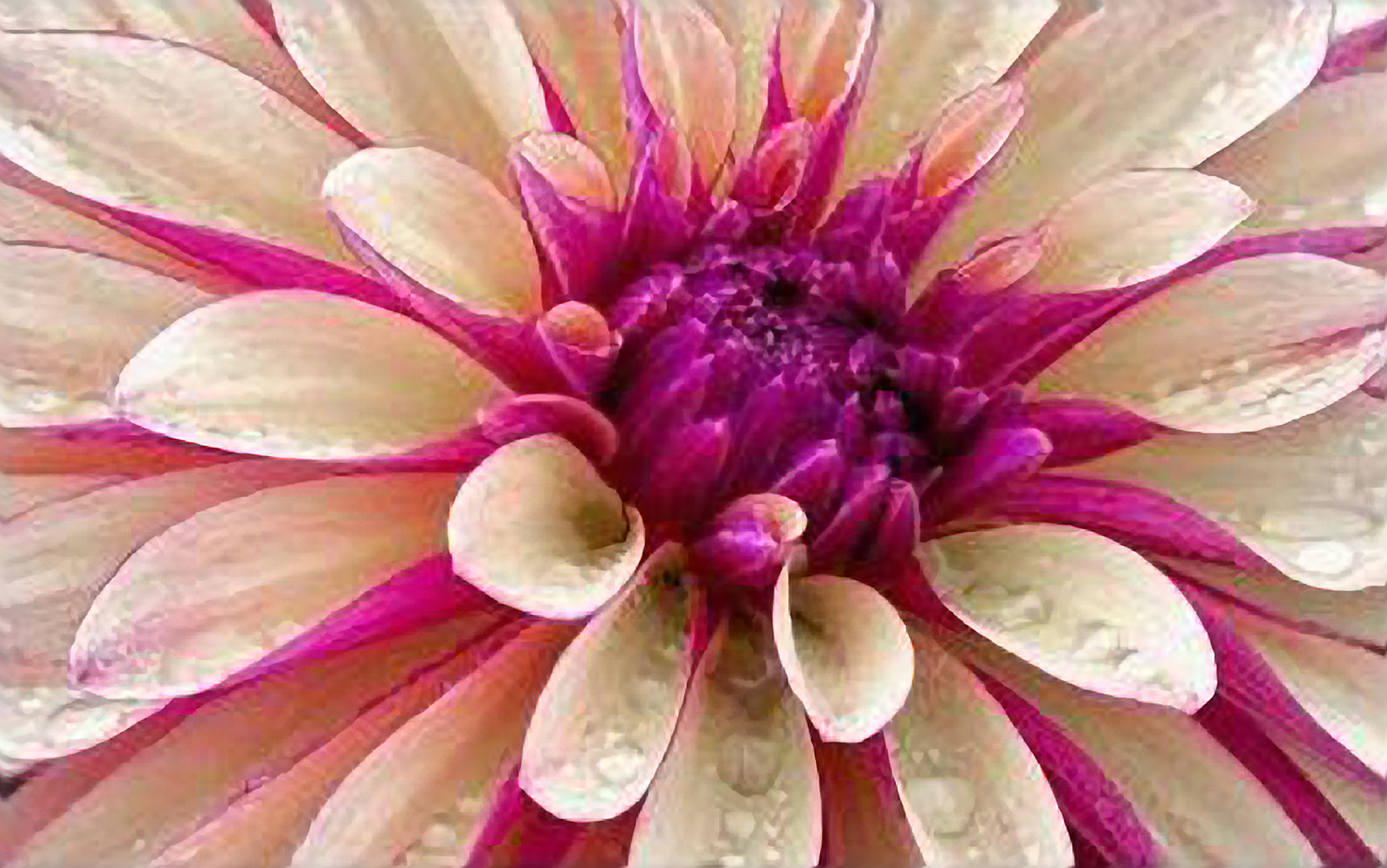 New Wallpaper Of Flower - HD Wallpaper 