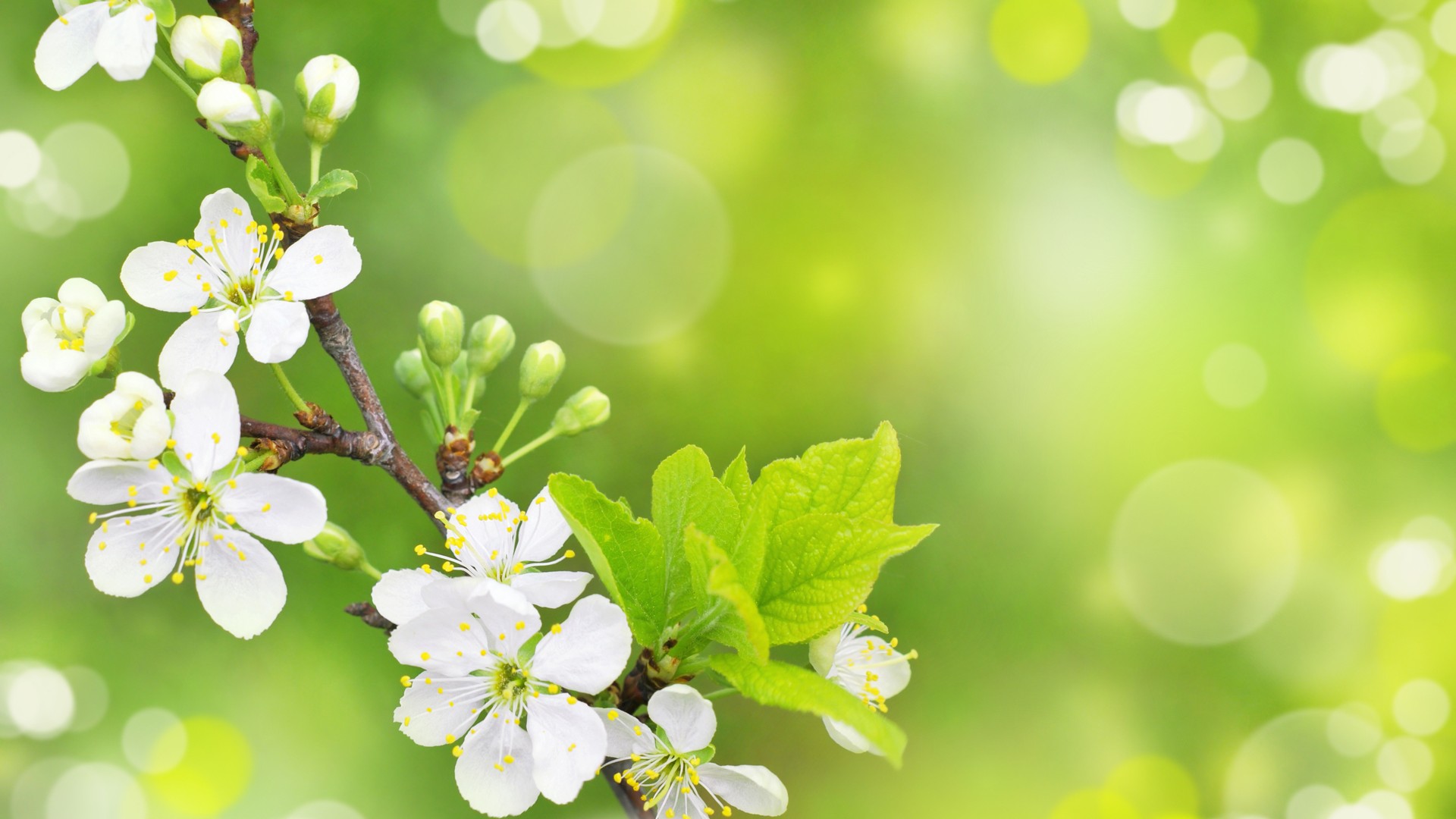 Desktop Wallpaper Spring Flowers - Happy First Day Of Spring 2019 - HD Wallpaper 