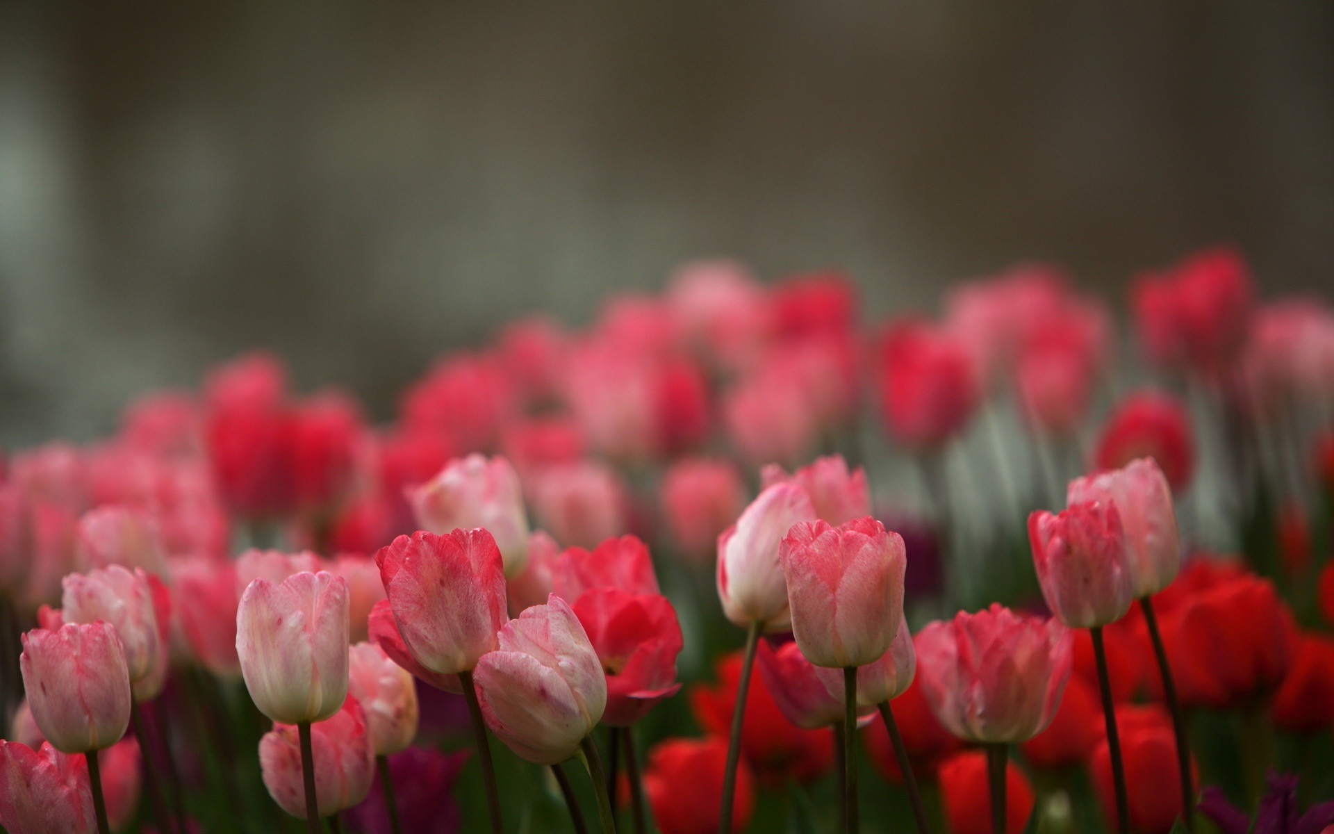 Wallpaper Pink Flowers, Tulips, Blur Background - Red Flower Blur Background - HD Wallpaper 