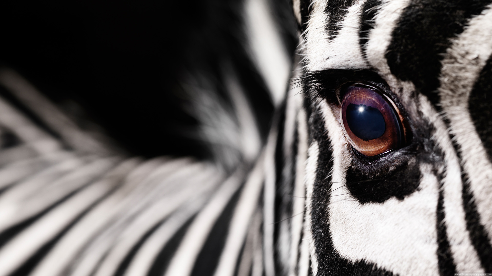 Zebra Wallpaper - Zebra Eye Close Up - HD Wallpaper 