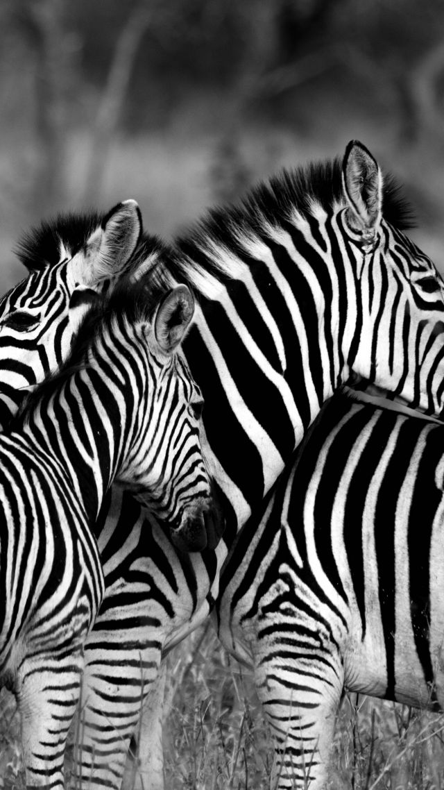 Zebra, Black & White - Black And White Zebra - HD Wallpaper 