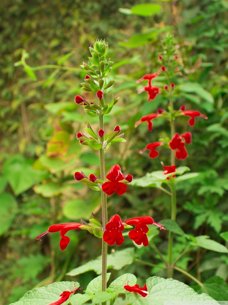 Natural Images Of Flowers - HD Wallpaper 