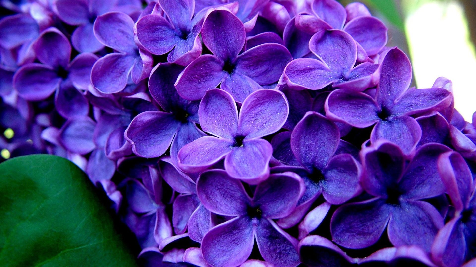 Best Purple Flower Wallpapers In High Quality, Keena - Full Screen Flower Hd - HD Wallpaper 