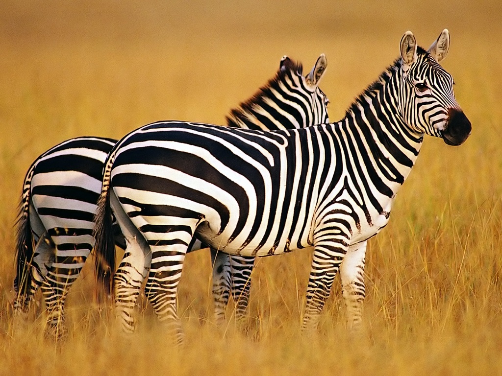 Zebra Wallpaper - HD Wallpaper 