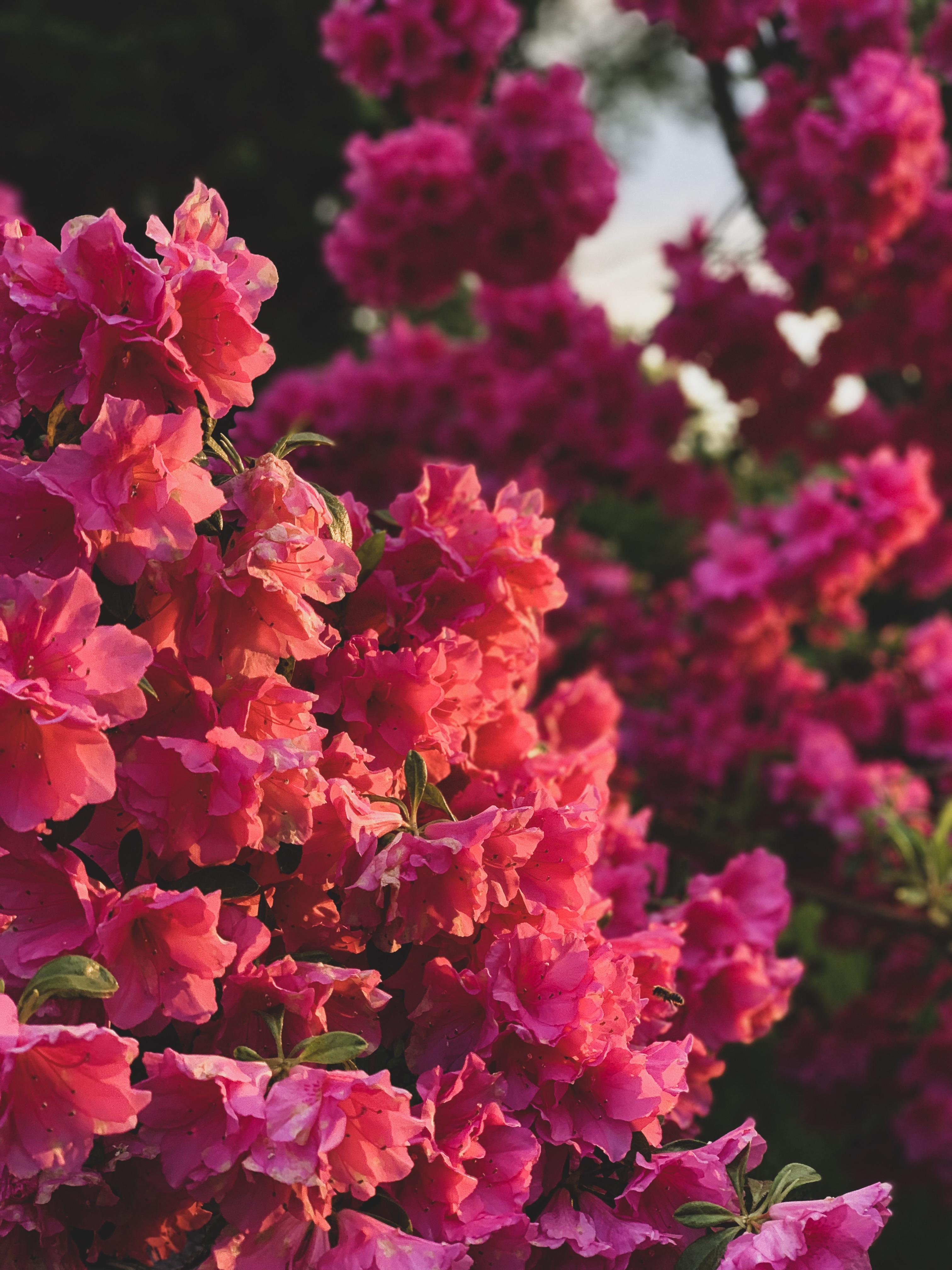 Hd Iphone Flower - HD Wallpaper 