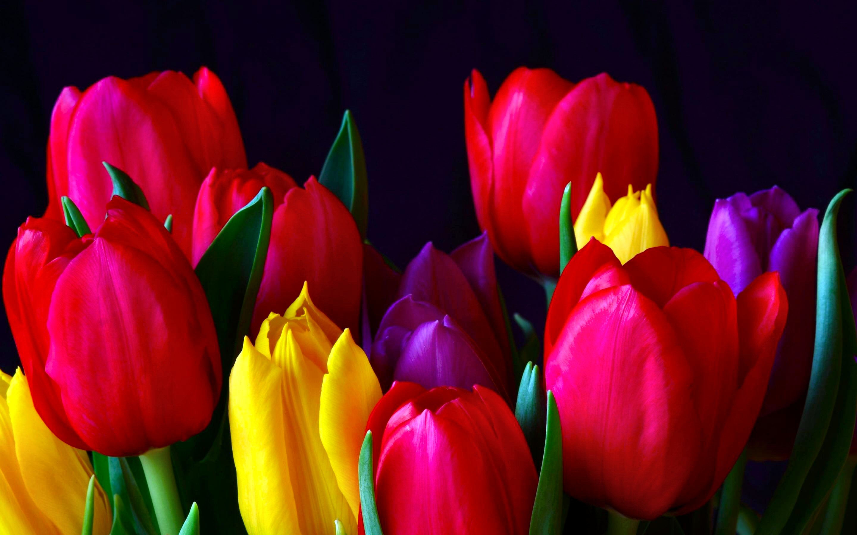 Hd Wallpapers Flowers Widescreen - Tulip Flower Hd - HD Wallpaper 