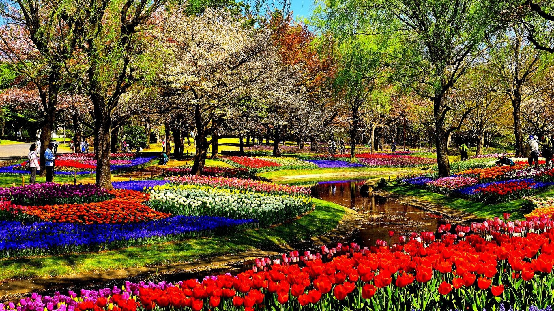 Flowers Park Parks Garden Gardens Colorful Flower Hd - Beauty Of Nature - HD Wallpaper 