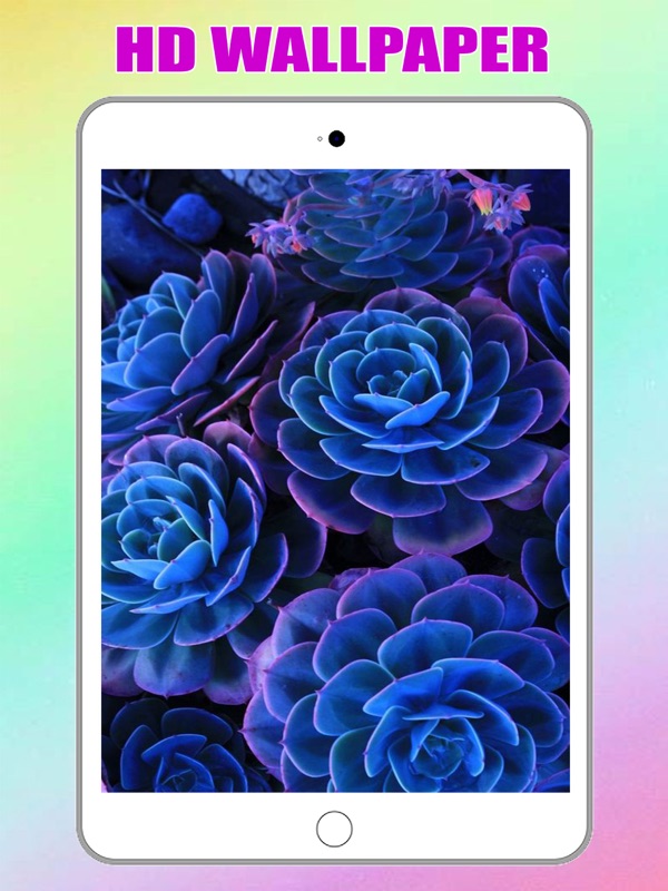 Blue Succulent Flower - HD Wallpaper 