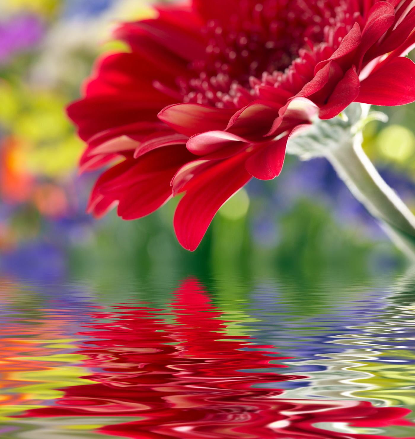 Flowers Wallpaper - Flower Images Download Hd - 1400x1482 Wallpaper -  